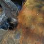 cv_fuel_inlet_elbow_mod_9_by_hippysmack.jpg