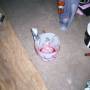 changing_fork_oil_3_by_toejam503.jpg